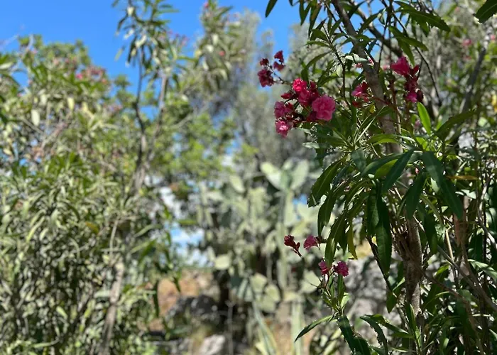 Dardin Willa Donje Celo